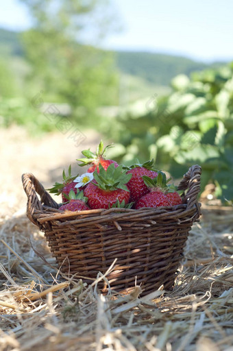 草莓篮子