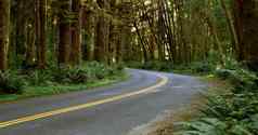 车道路削减热带雨林