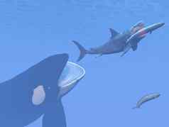 杀手鲸鱼攻击小巨齿鲨鲨鱼吃蓝色的渲染