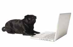 黑色的狗电脑