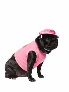 狗穿着粉红色的