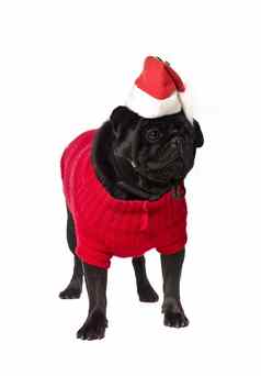 黑色的哈巴狗圣诞节衣服