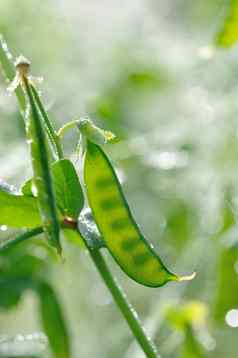 (2008年)豆荚关闭