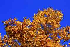 黄色的秋天叶子分支机构蓝色的天空