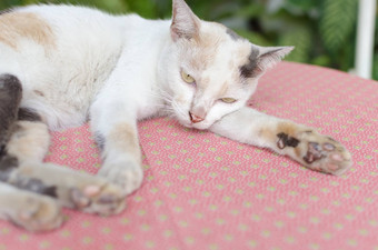 白色小猫肖像粉红色的表格绿色自然