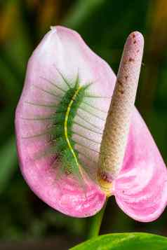 绿色蠕虫粉红色的花