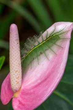 绿色蠕虫粉红色的花
