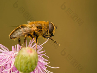 蜂蜜蜜蜂休息粉红色的蓟