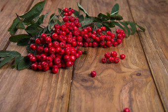 Rowanberry