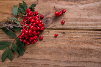 Rowanberry