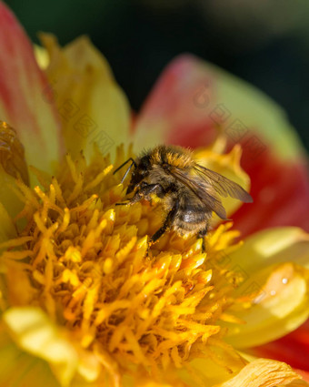 饲养蜜蜂黄色的红色的花