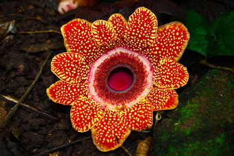 rafflesia<strong>花</strong>最大热带雨森林