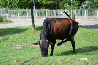 牛吃草地面