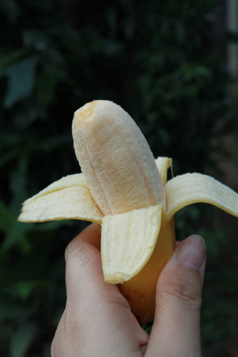 种类香蕉