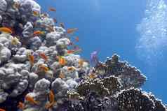 色彩斑斓的珊瑚礁硬珊瑚异国情调的鱼anthias布托姆热带海