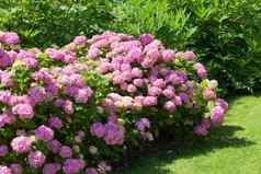 伟大的布什粉红色的花绣球花盛开的花园