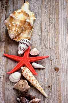 海螺贝壳海星