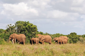 大象群氧化大象国家公园南非洲