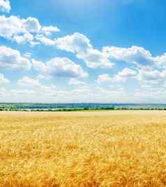 金颜色场小麦低云蓝色的天空