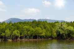 红树林森林局部热带雨林泰国