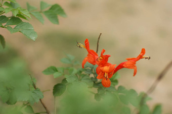 山茶花