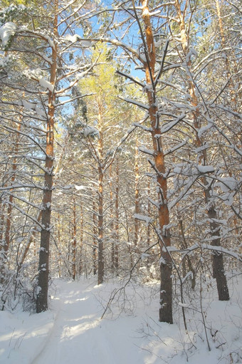 冬天景观森林