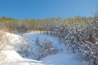 冬天景观森林