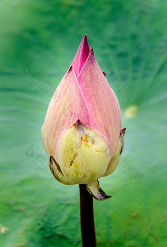 亚洲粉红色的莲花花池塘绿色背景
