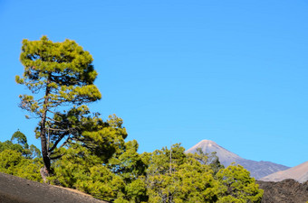 森林泰德国家公园tenerife