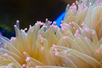 海葵生物海