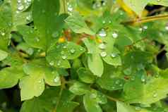 透明的滴水绿色叶子