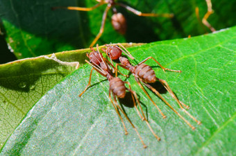 韦弗蚂蚁绿色蚂蚁叶苔藓斯马拉格迪纳