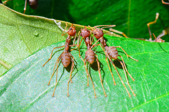 韦弗蚂蚁绿色蚂蚁叶苔藓斯马拉格迪纳