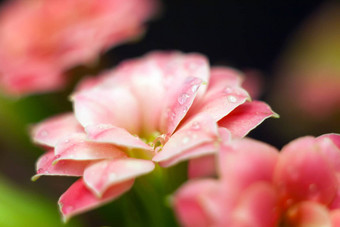 水滴粉红色的长寿花