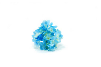 蓝色的绣球花花孤立的白色