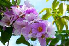 皇后区紫薇属花盛开的