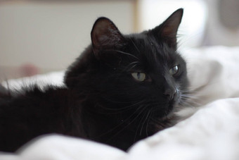 英俊的长头发的黑色的猫咪猫