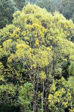 大树黄色的叶子森林