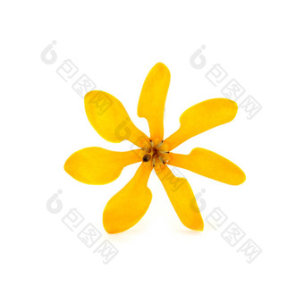 香黄色的花栀子花carinata瓦利奇