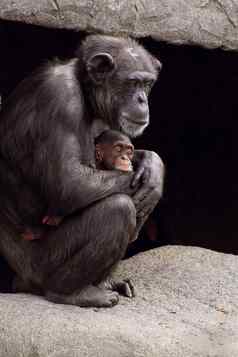 黑猩猩妈妈。婴儿