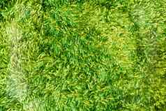 绿色清洁脚受气包地毯纹理