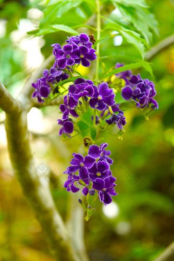 紫罗兰色的颜色Durantaerecta马鞭草科树