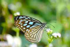 蓝色的玻璃老虎蝴蝶花Ideopsis相似的persim