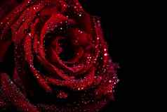 红色的玫瑰