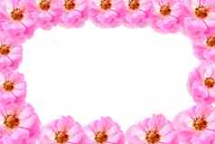 美丽的壁纸粉红色的玫瑰花瓣孤立的白色