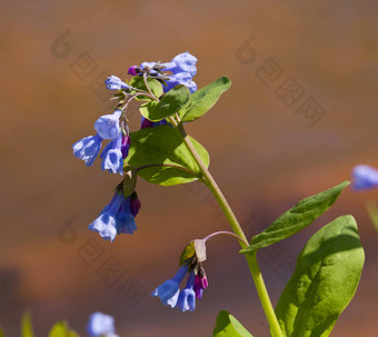 关闭蓝铃花4月