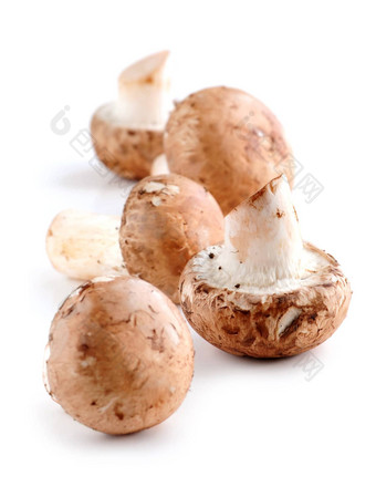 棕色（的）蘑菇