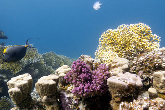 珊瑚礁硬火珊瑚底热带海蓝色的水背景