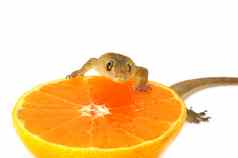 蜥蜴吃橙色汁