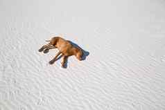 狗铺设疲惫沙漠沙子